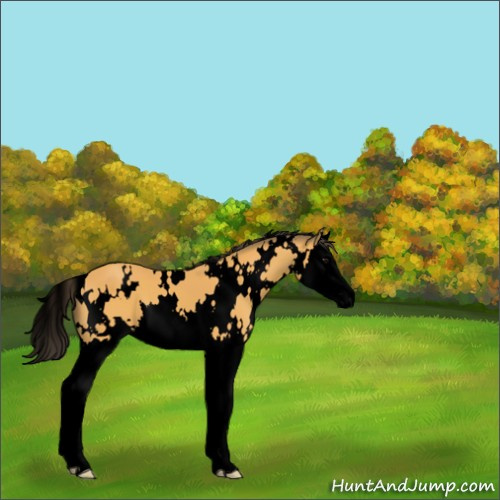Horse Color:Void White Spotted Buckskin Splash 