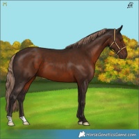 Horse Color:Liver Chestnut 