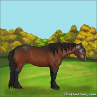 Horse Color:Gray Bay 