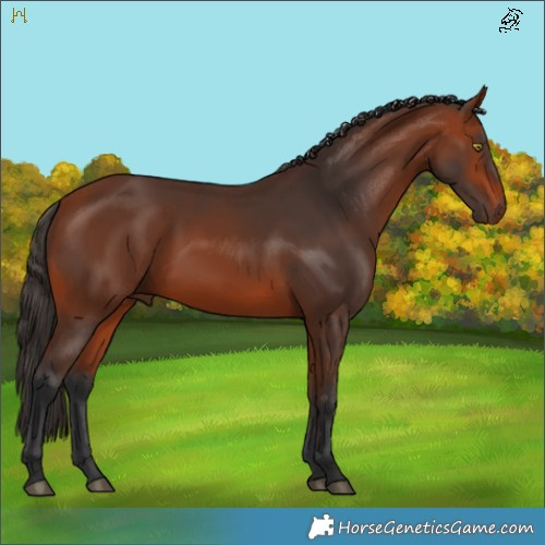 Horse Color:Bay 