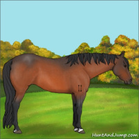 Horse Color:Bay Roan 