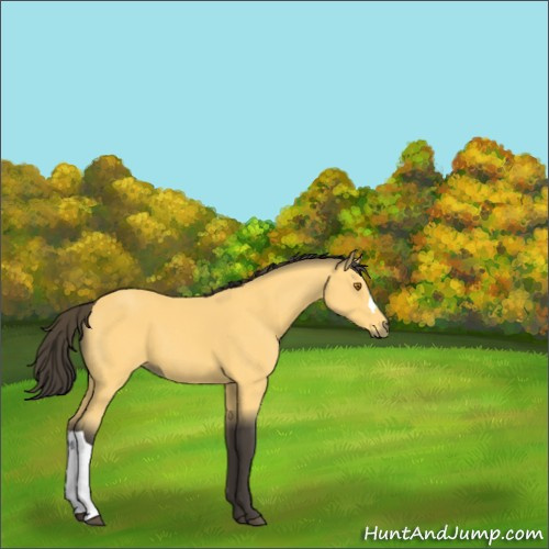 Horse Color:Buckskin