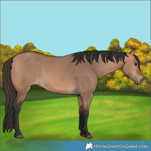 Horse Color:Bay Dun 