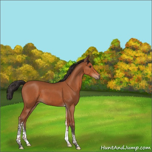 Horse Color:Bay Tobiano 