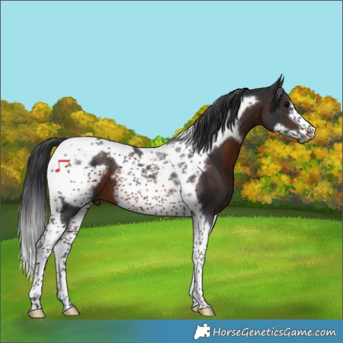 Horse Color:Brown Tobiano Frame 