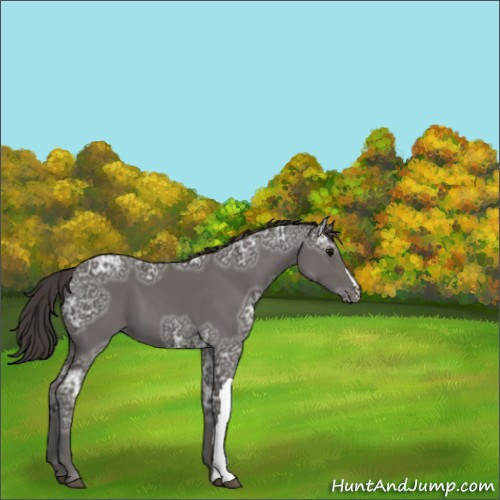 Horse Color:Smoky Black Ice 