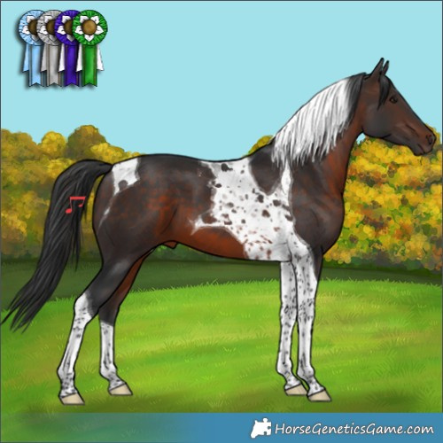 Horse Color:Brown Tobiano 