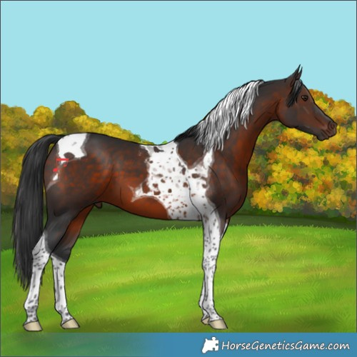 Horse Color:Brown Tobiano 