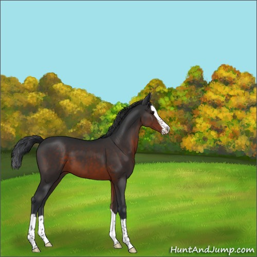 Horse Color:Brown Splash 