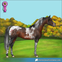 Horse Color:Brown Tobiano Frame Appaloosa Rabicano 