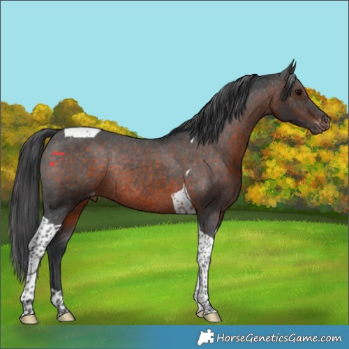 Horse Color:Brown Tobiano Appaloosa Rabicano 