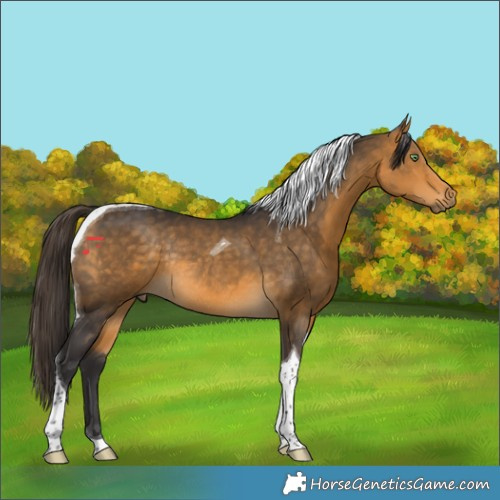 Horse Color:Buckskin Tobiano Rabicano 