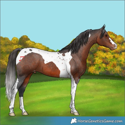 Horse Color:Brown Tobiano Appaloosa 