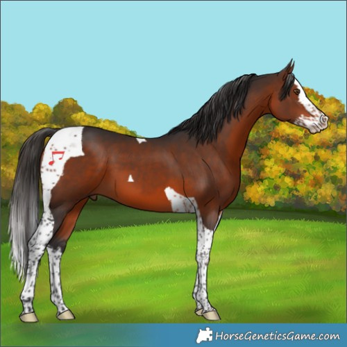 Horse Color:Bay Splash Tobiano 