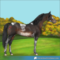 Horse Color:Brown Tobiano Frame 