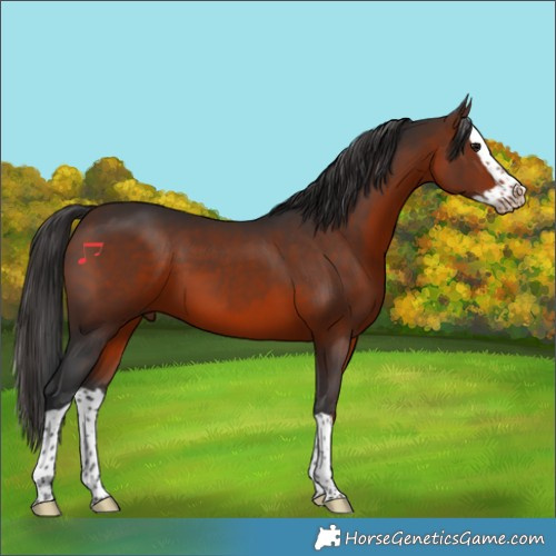 Horse Color:Brown Splash 
