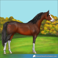 Horse Color:Brown Splash