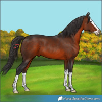 Horse Color:Brown Splash