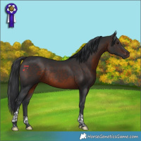 Horse Color:Brown Tobiano Rabicano 