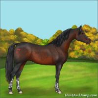 Horse Color:Brown Tobiano Rabicano 