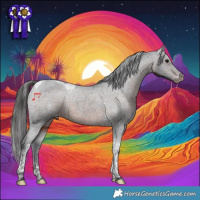 Horse Color:Brown Tobiano Appaloosa Rabicano 