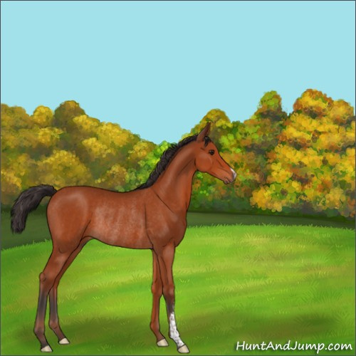 Horse Color:Brown Rabicano 