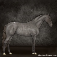 Horse Color:Smoky Blue Roan Appaloosa Rabicano