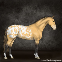 Horse Color:Buckskin Appaloosa 
