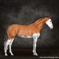 Horse Color:Buckskin Splash Rabicano 