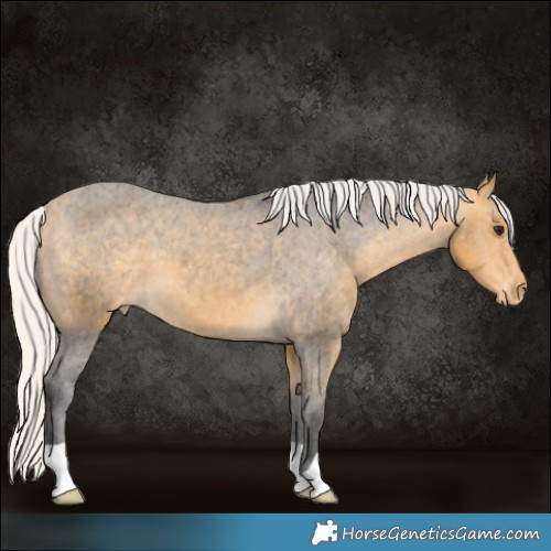 Horse Color:Silver Buckskin Appaloosa 