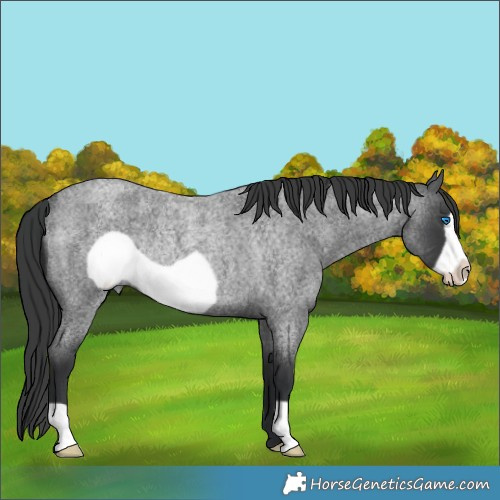 Horse Color:Blue Roan Frame Rabicano 