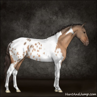 Horse Color:Bay Dun Tobiano Appaloosa 