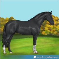 Horse Color:Black 