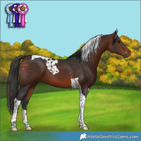 Horse Color:Bay Tobiano 