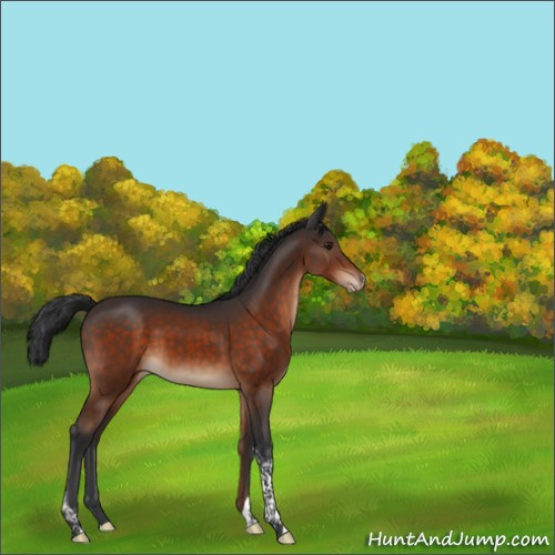 Horse Color:Brown Tobiano Appaloosa 