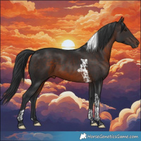 Horse Color:Brown Tobiano 
