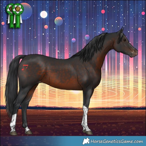 Horse Color:Brown Tobiano Appaloosa 