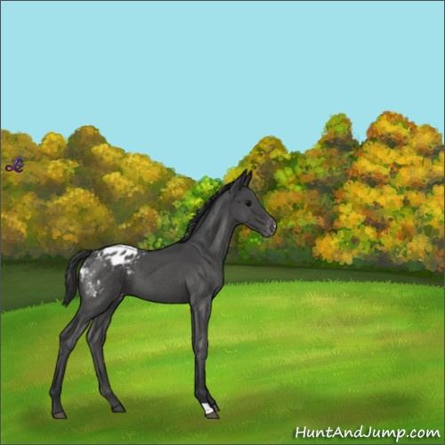 Horse Color:Blue Roan Appaloosa 