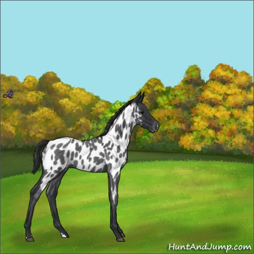 Horse Color:Blue Roan Appaloosa 