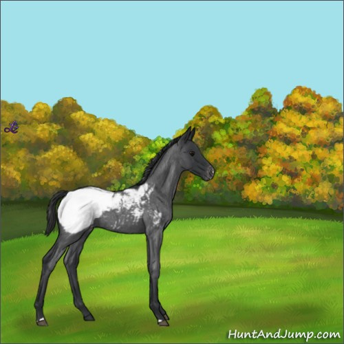 Horse Color:Blue Roan Appaloosa 