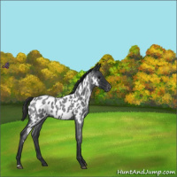 Horse Color:Blue Roan Appaloosa 