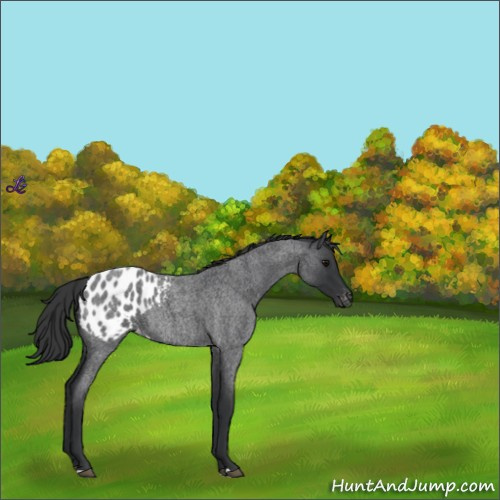 Horse Color:Blue Roan Appaloosa Rabicano 