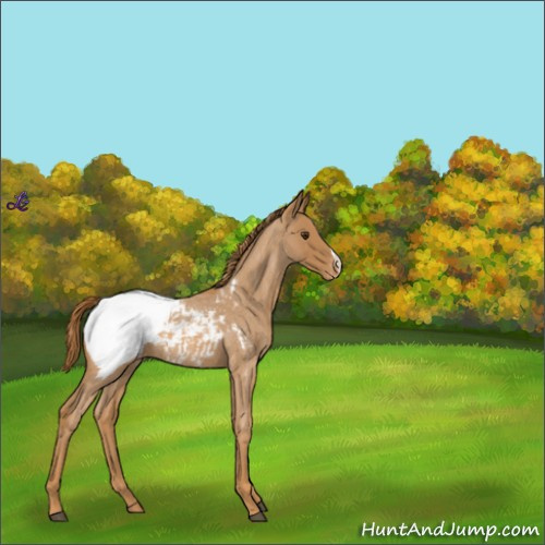 Horse Color:Red Roan Appaloosa 
