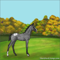 Horse Color:Blue Roan Sabino Varnish Rabicano 