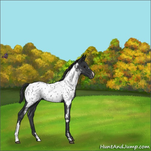 Horse Color:Black Appaloosa 