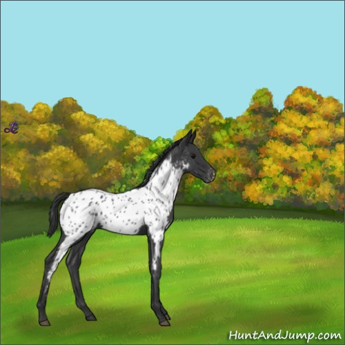 Horse Color:Blue Roan Appaloosa 
