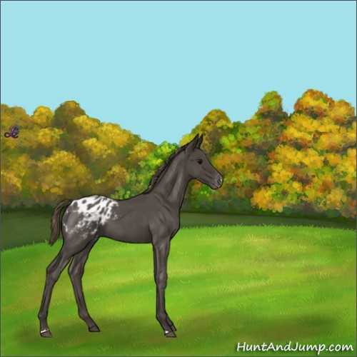 Horse Color:Smoky Blue Roan Appaloosa 