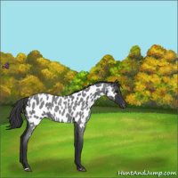 Horse Color:Blue Roan Near Leopard Rabicano 