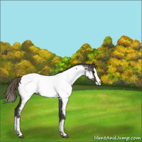 Horse Color:Smoky Blue Roan Sabino Splash Appaloosa Rabicano 