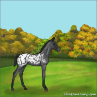 Horse Color:Blue Roan Appaloosa 